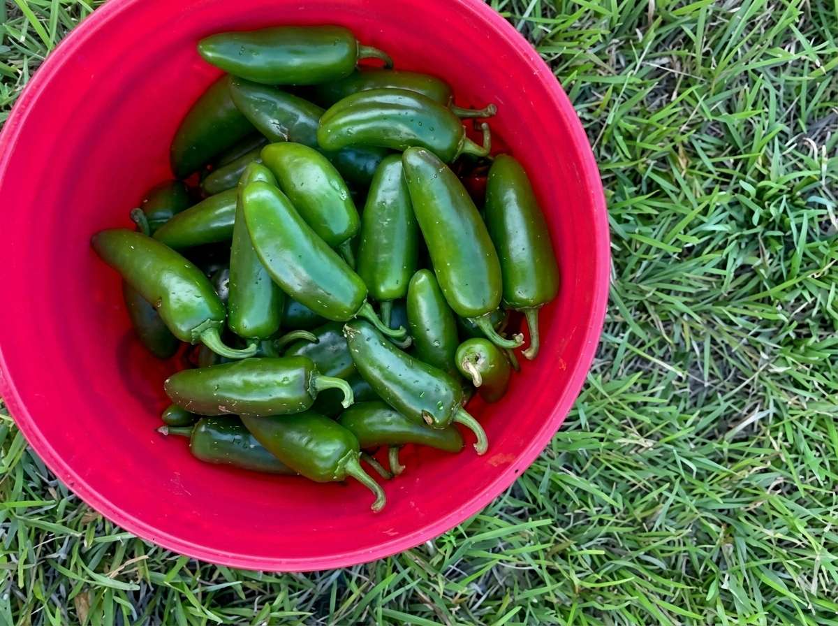 Freshly harvested jalapeño peppers from Gallo D'Oro Farm, grown pesticide-free and picked at peak ripeness for farm-to-table Italian cooking