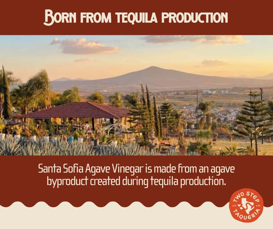 Agave