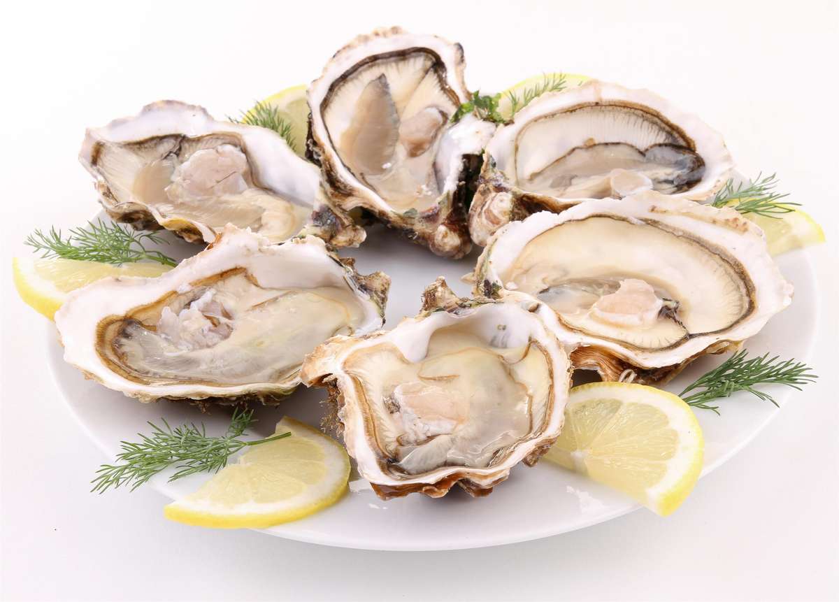 oysters