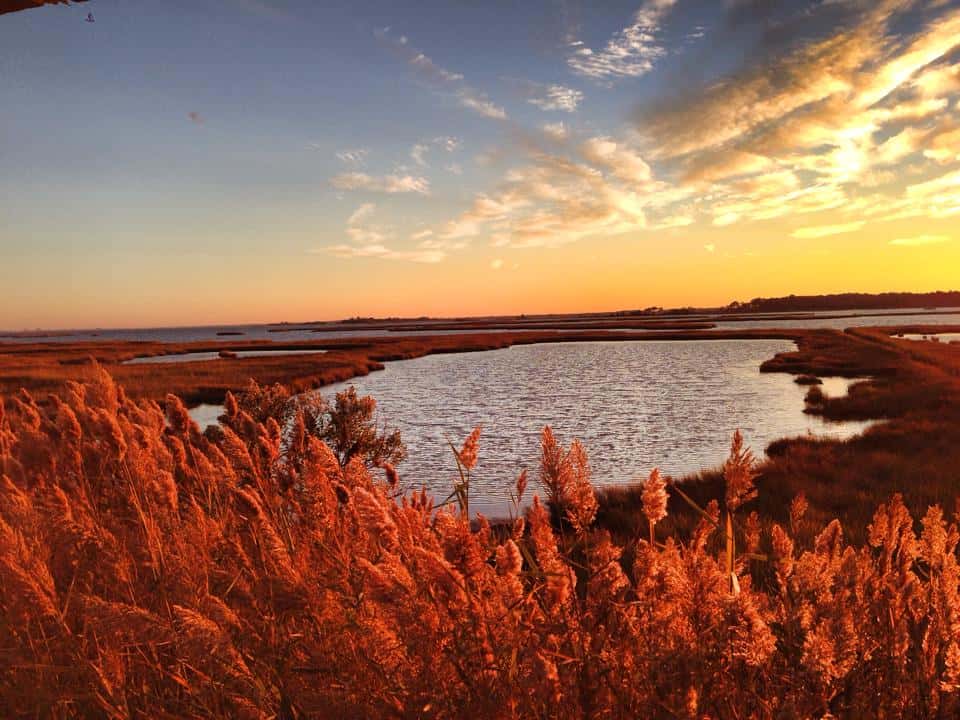 wetlands and sunset