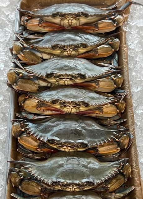 soft crab 2