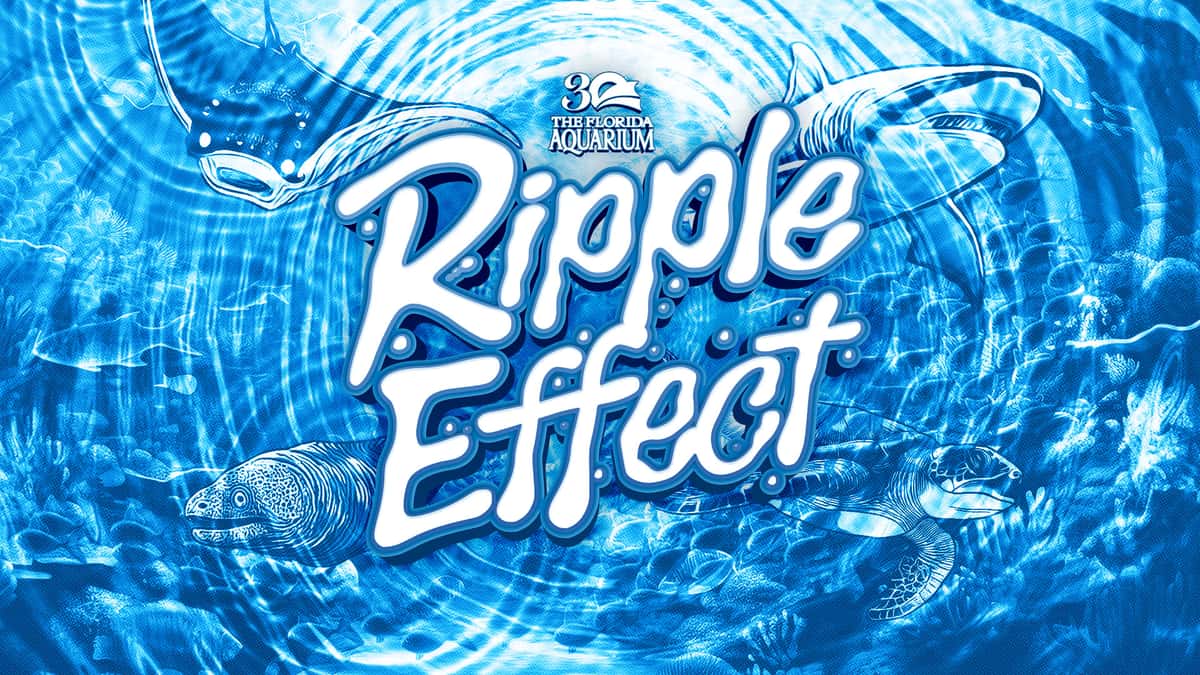 ripple effect