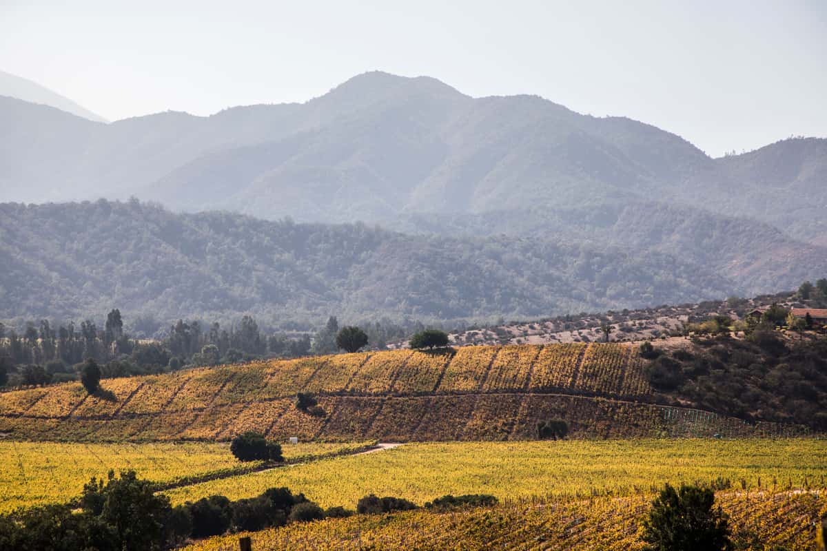 vineyard