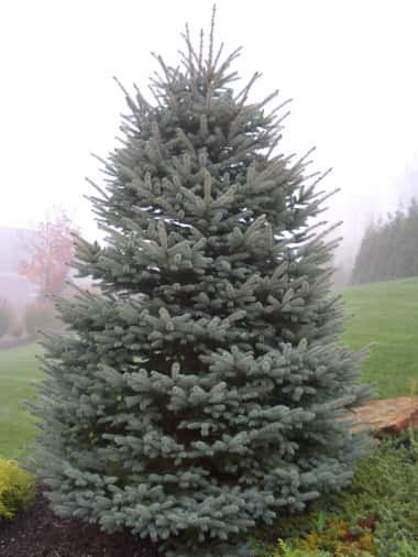 Blue Wonder Colorado Blue Spruce