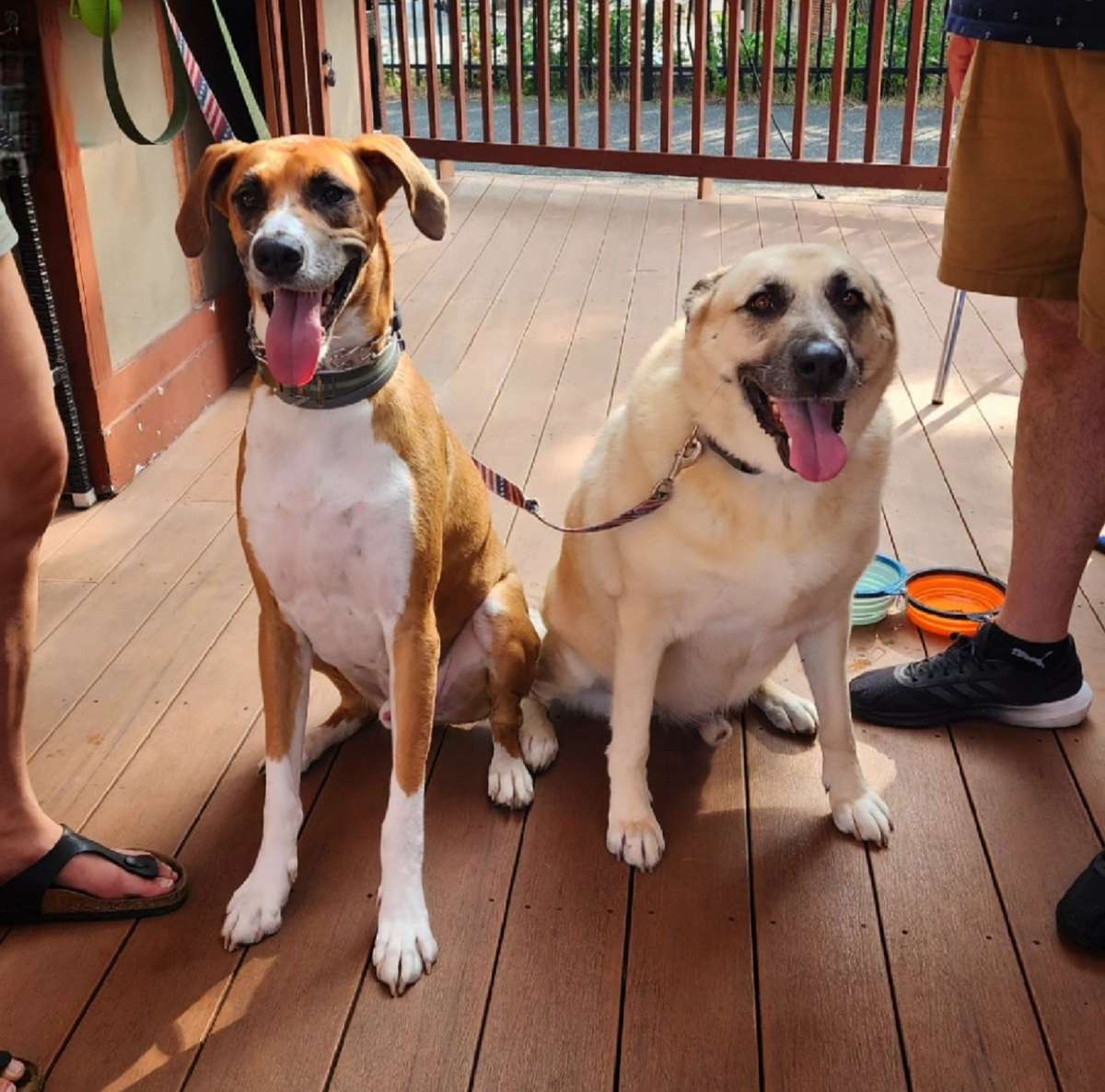 dog friendly