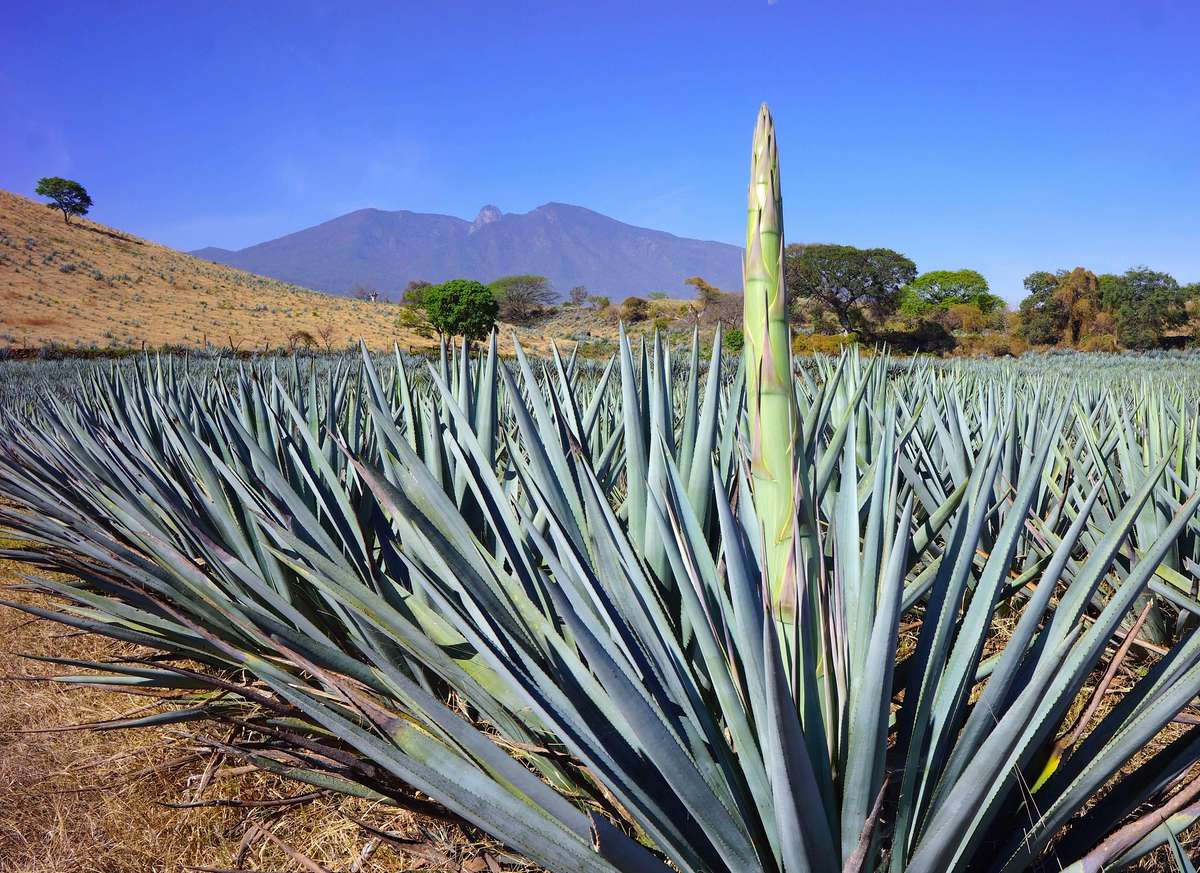 Valley Agave