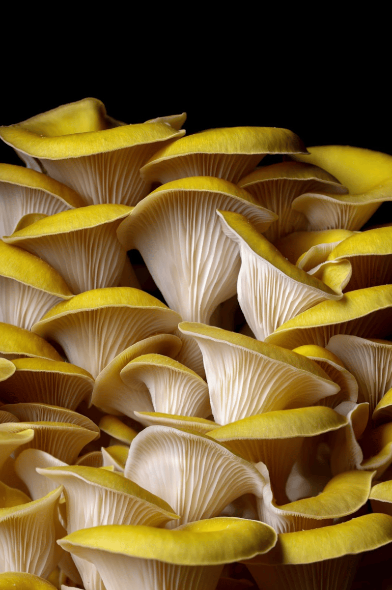 yellow mushrooms
