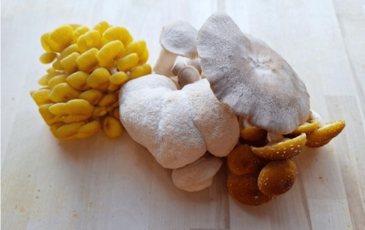 mushrooms