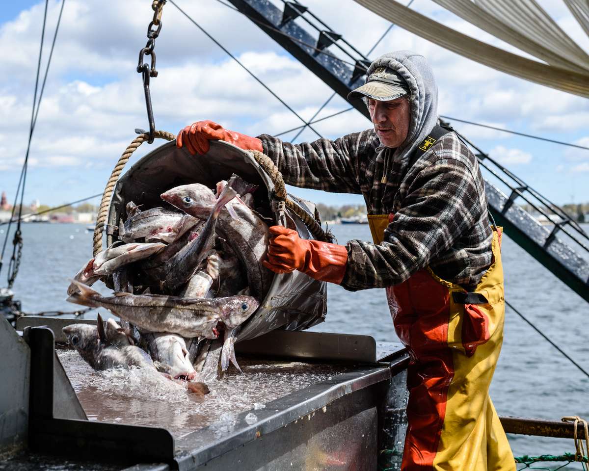 fish catch