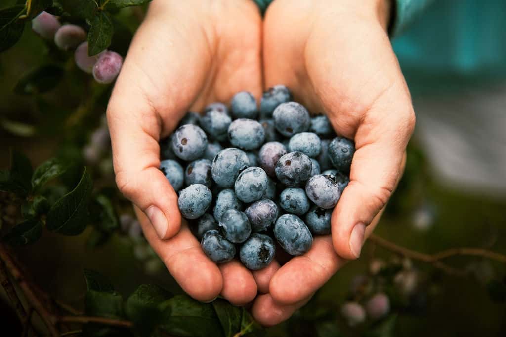 blueberries
