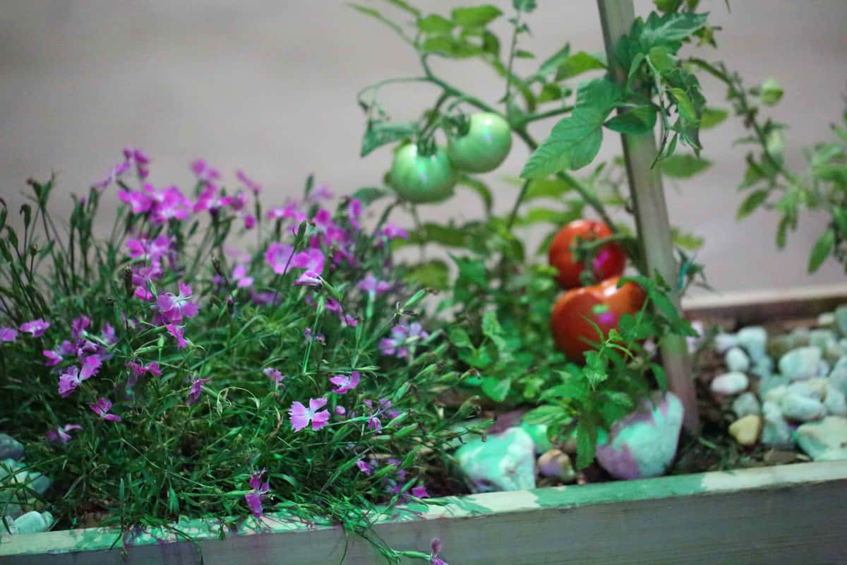 Home grown tomato
