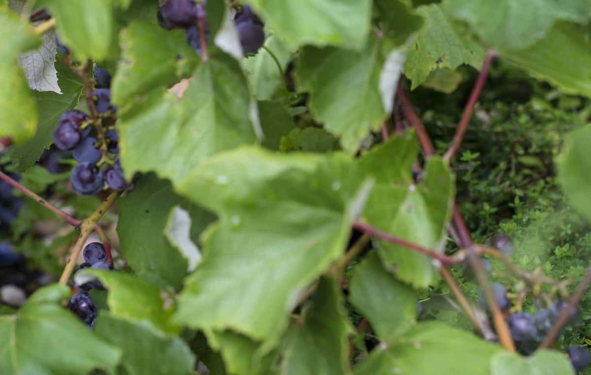 Patio Grapes