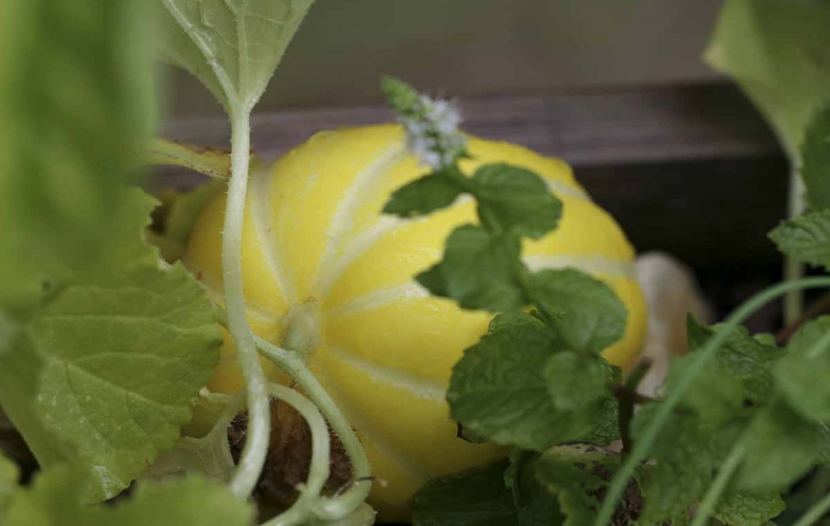Patio Melon