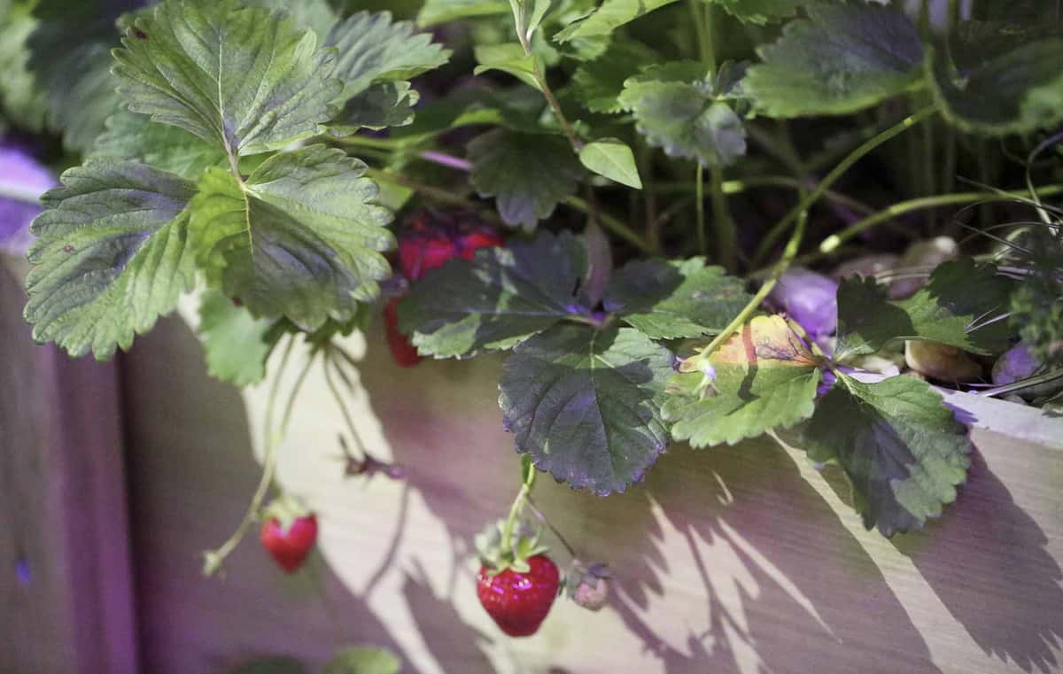 Strawberries Patio