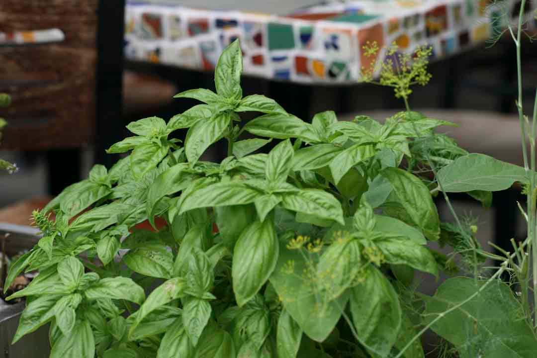 Mele Basil Patio