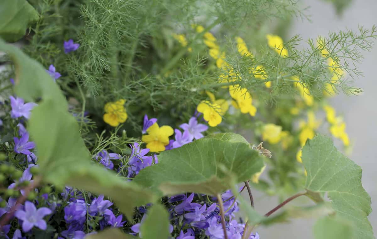 Mele patio wild flowers