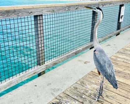 blue heron