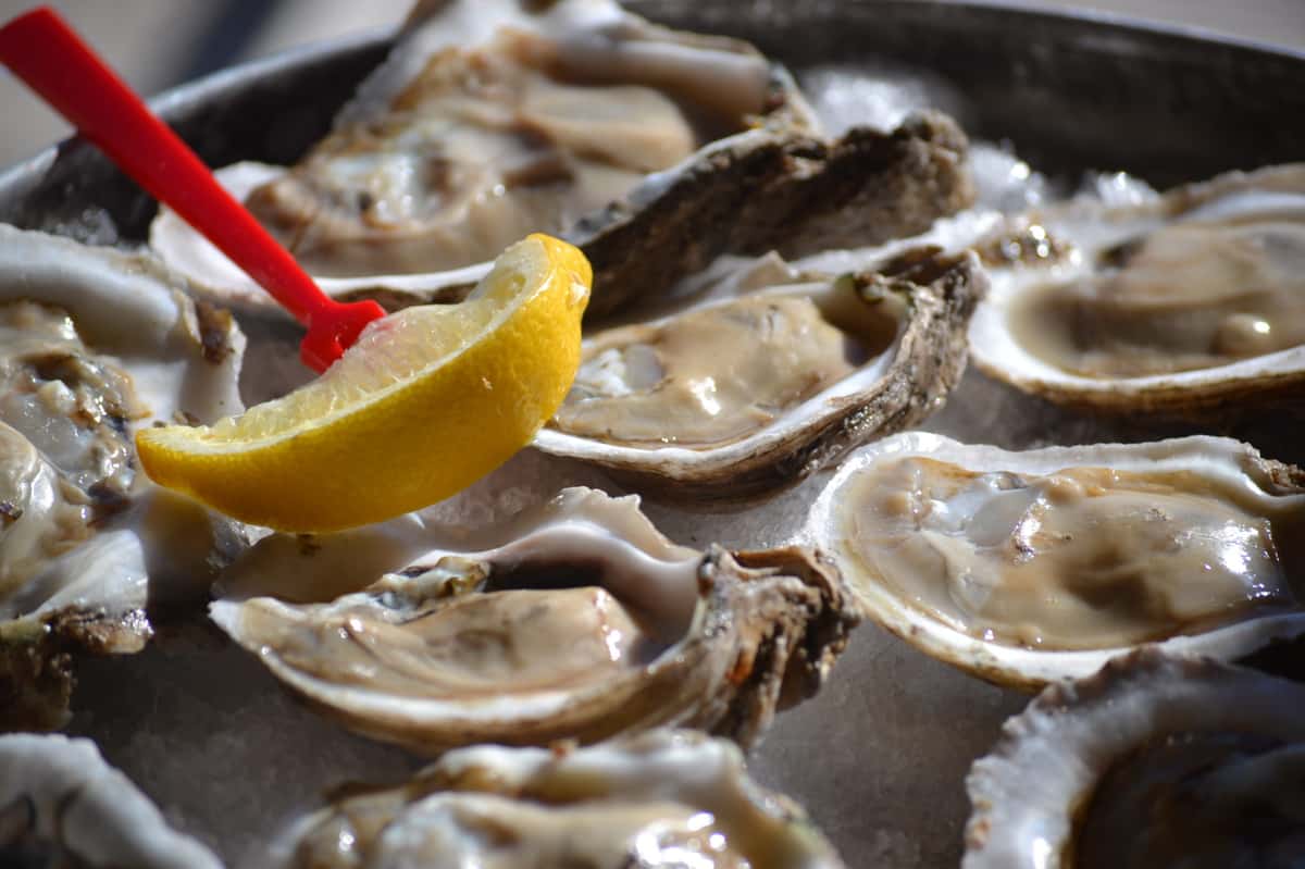 oysters