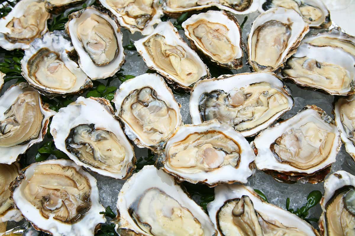 assortment of raw oysters on the half shell over ice