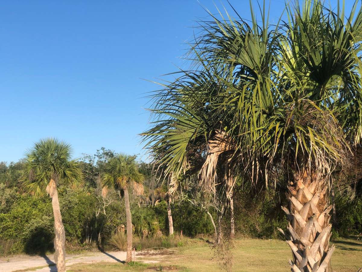 coastal trees