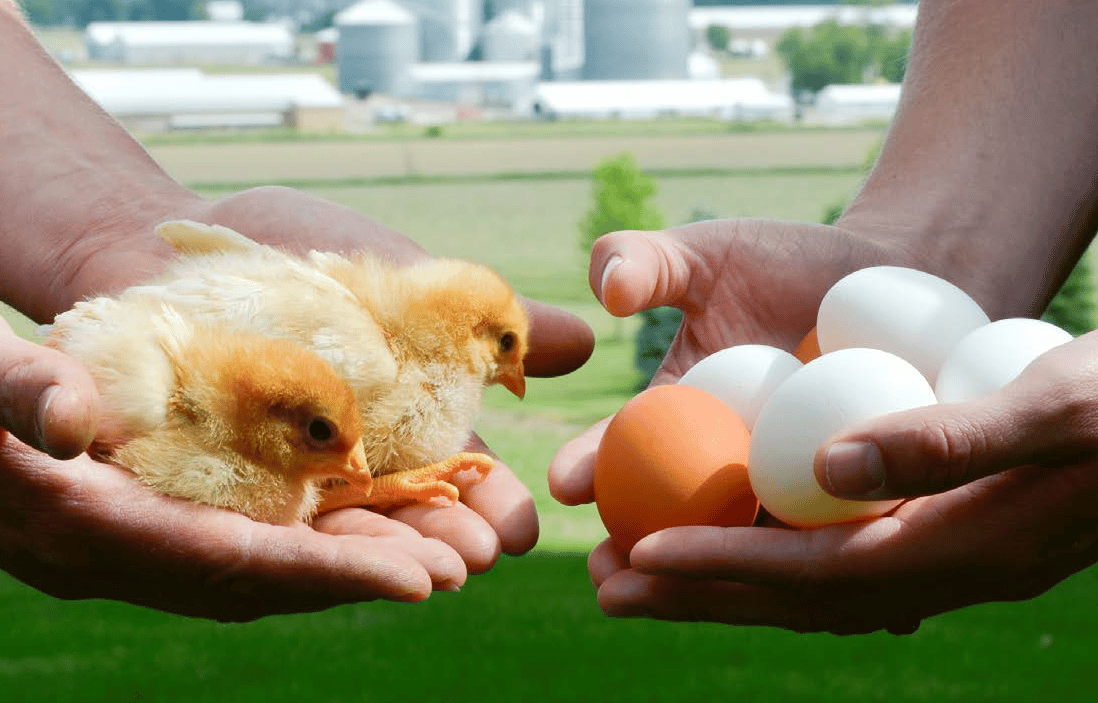 baby chicks and fresh eggs