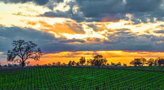 Sunset over a vineyard in Lodi Wine Country, California