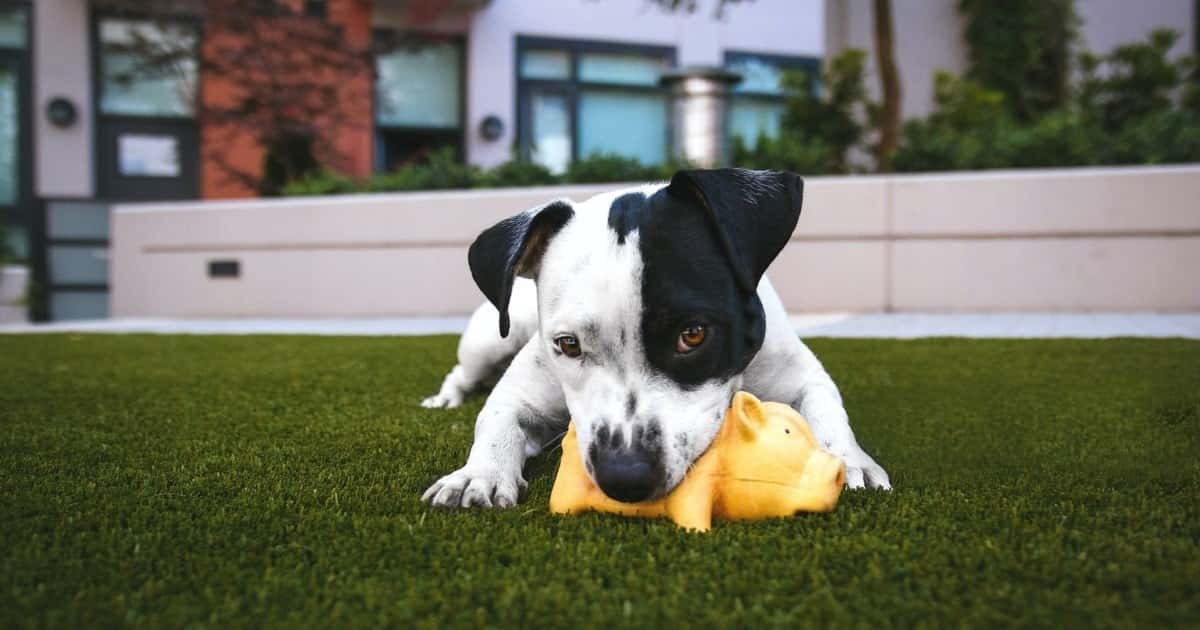 Puppy on patio