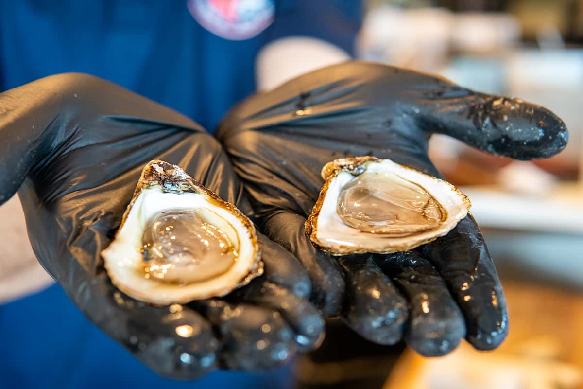 oysters