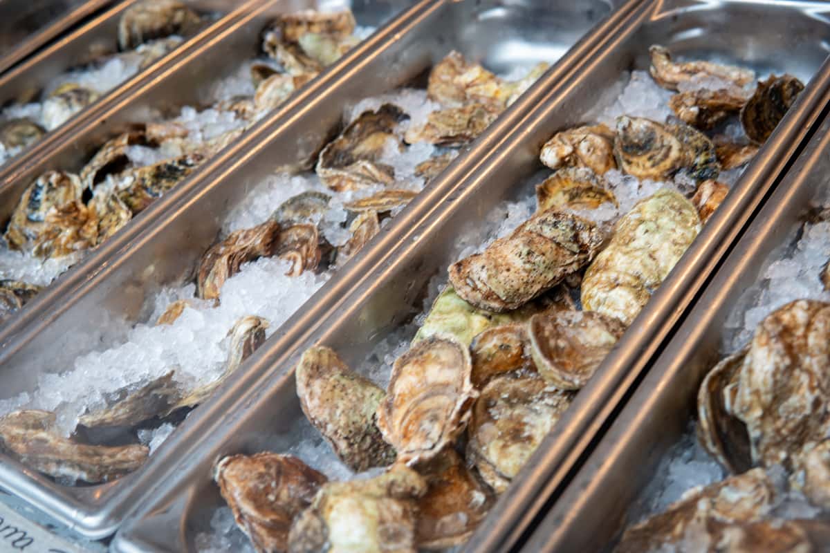 oysters