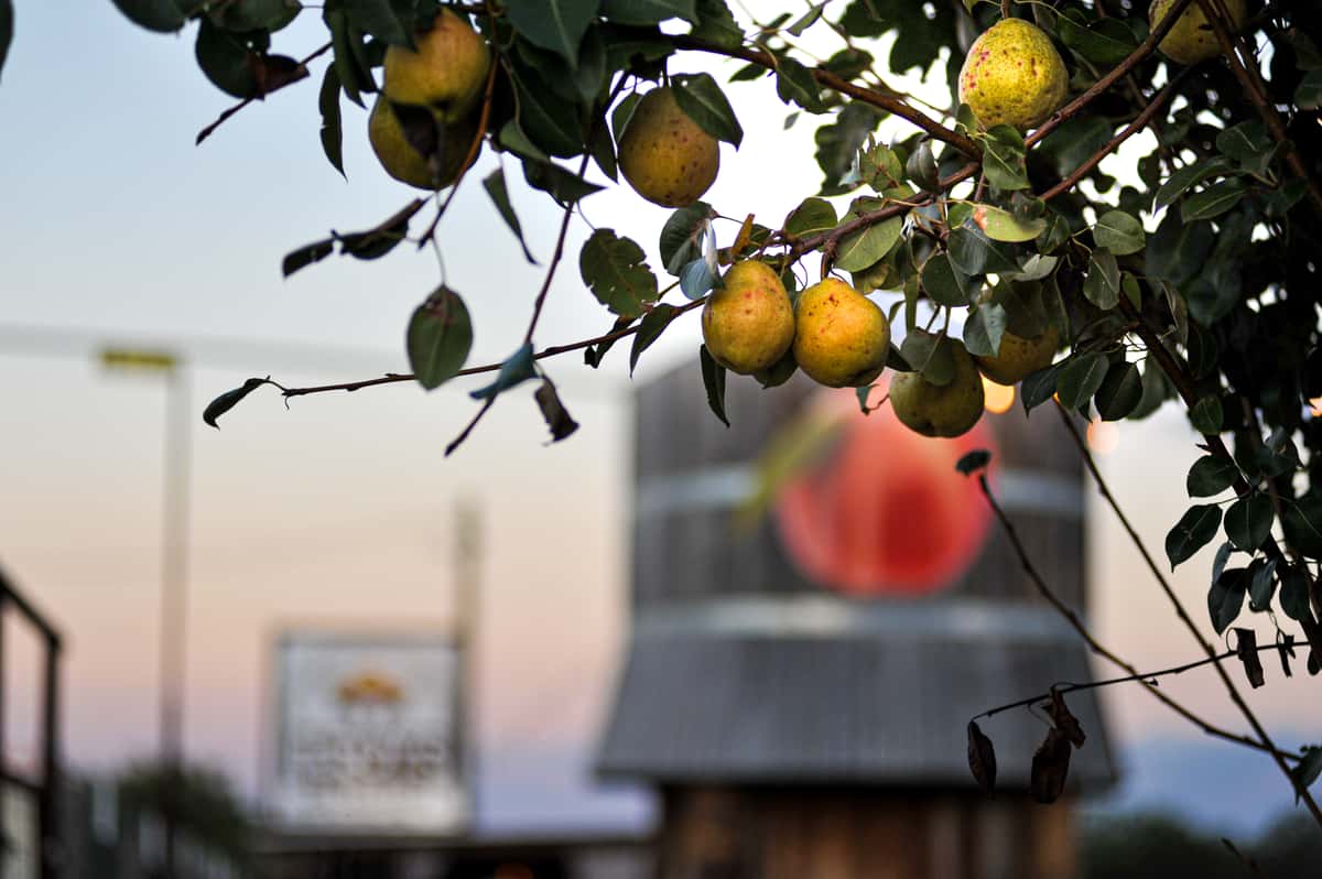Pears