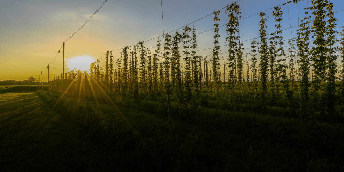 hop farm in the sunset