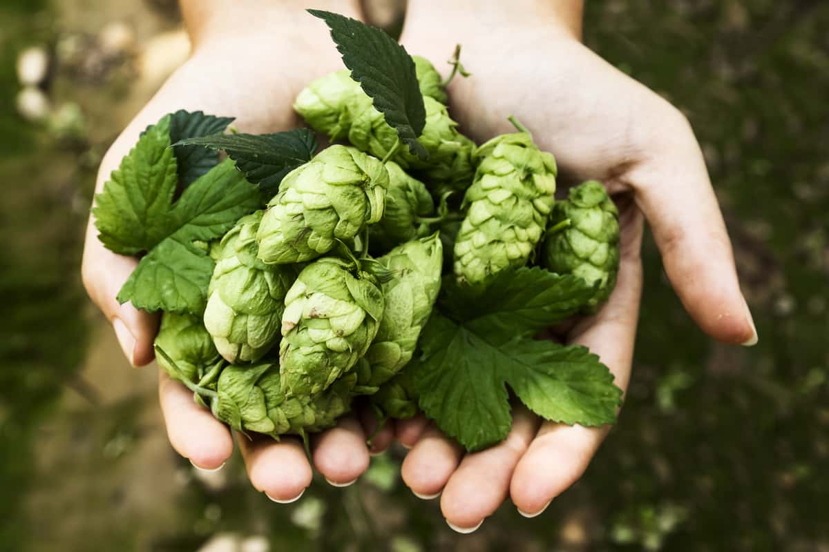 Person holding a handful of hops