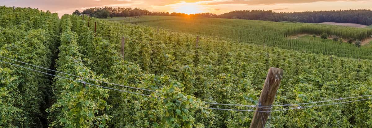 Hop fields with sunset
