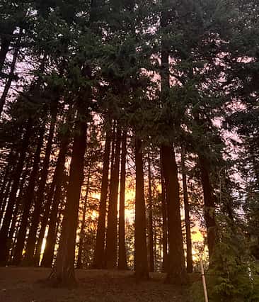 Trees