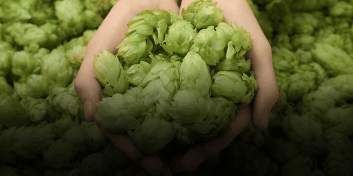 handful of hops close up