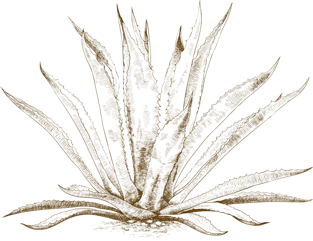 sketch of agave plant