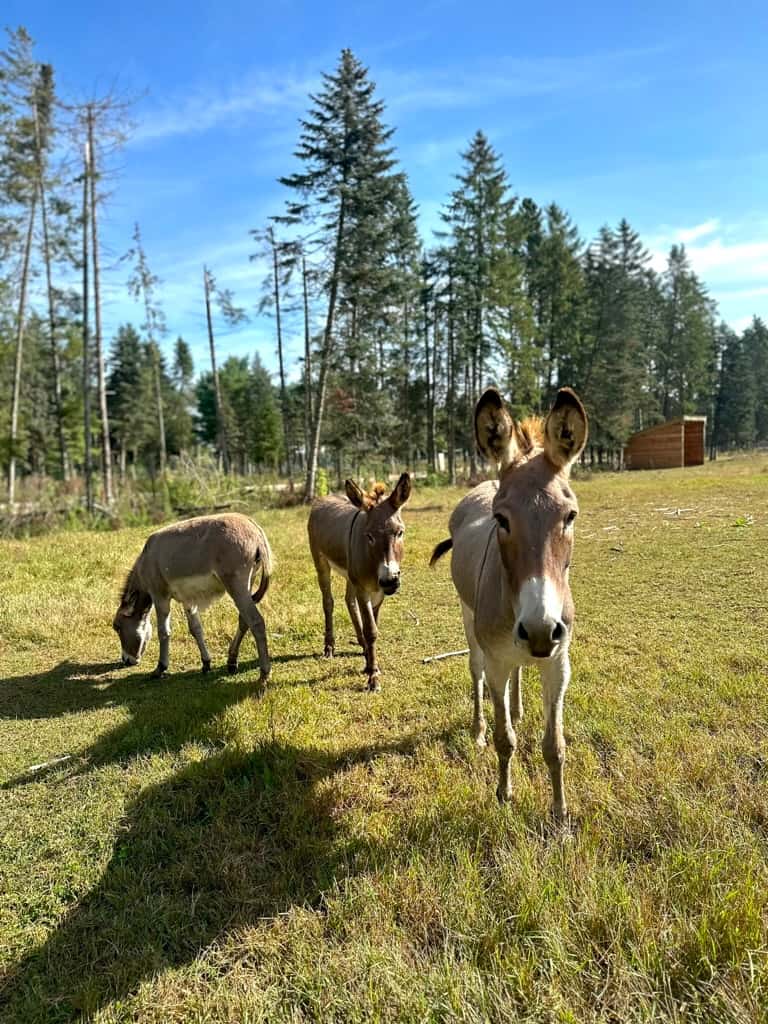 Donkey family at Primal Eats in Gillett, WI