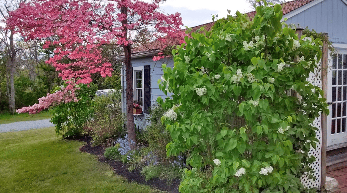 in bloom