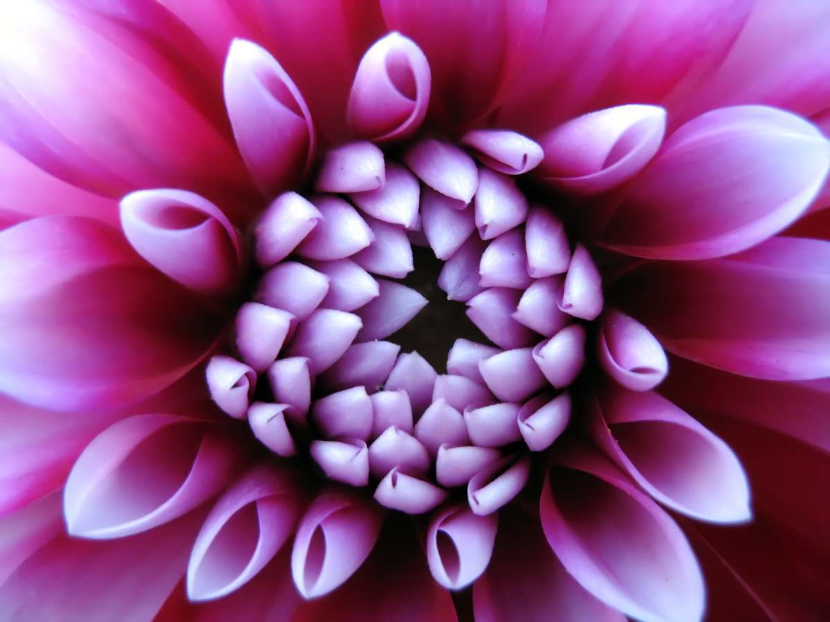 close up of purple flowers
