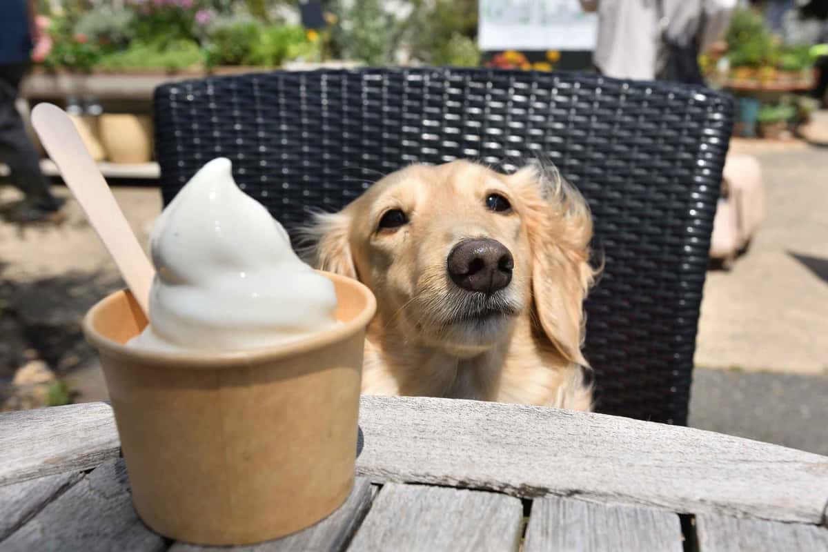dog on a chair with a pup cup