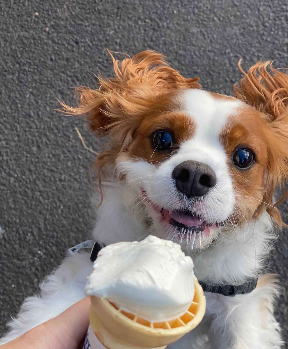 small dog with a pup cup