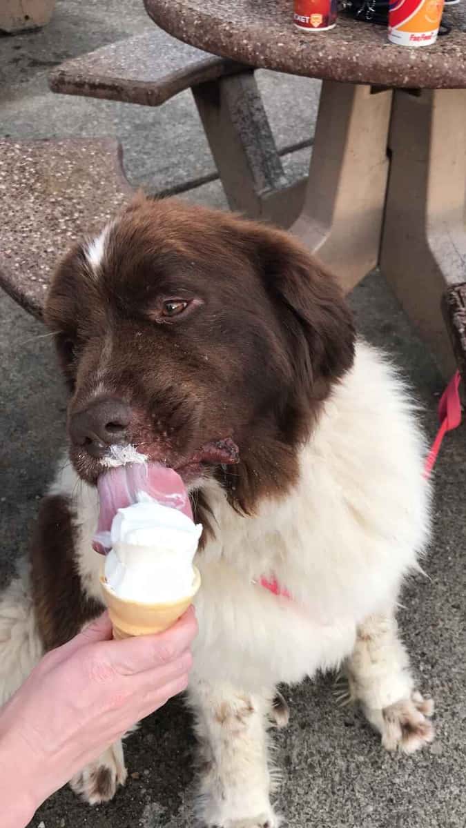 dog eating a pup cup on a cone