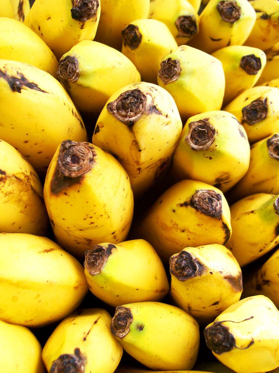 a bunch of bananas