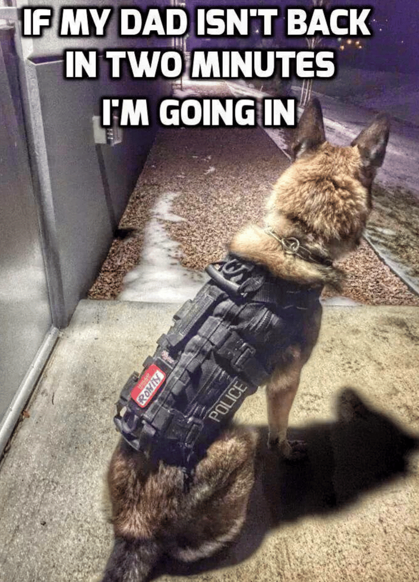Police dog wearing a tactical vest waits by a door at night, with humorous overlaid text about going inside if dad isn't back soon
