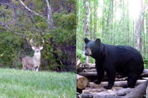 a bear and a deer in the woods