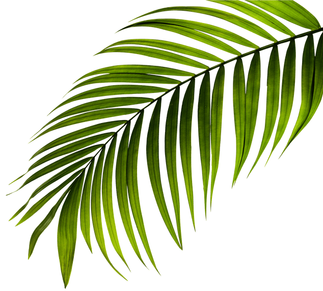 palm leaves