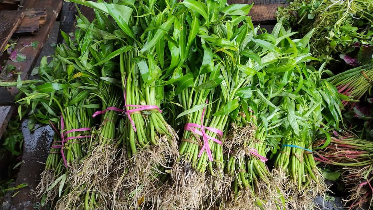 fresh green onions from a farm to the table