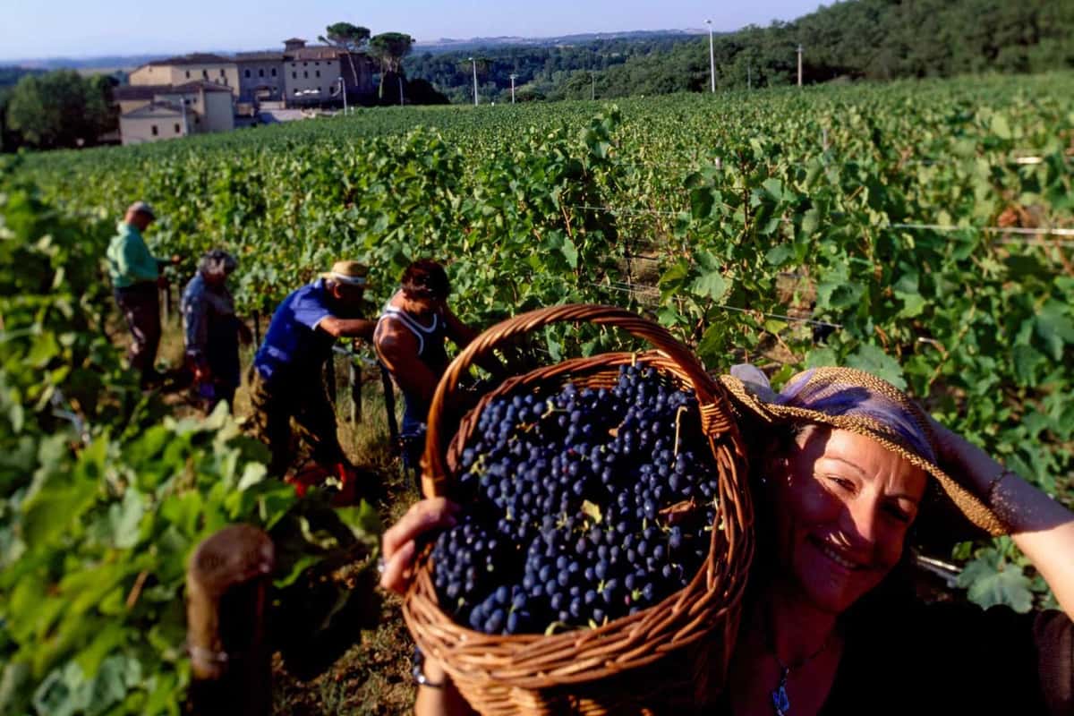 picking grapes in the field