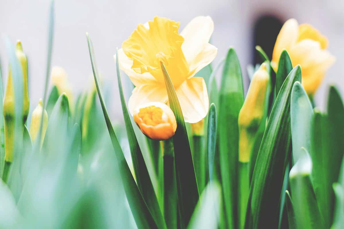 Green and yellow flowers