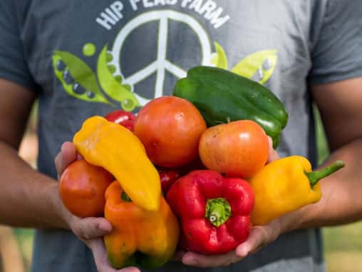 Hip Peas Farm — 5.5 working acres supplying New England's Tap House Grille daily